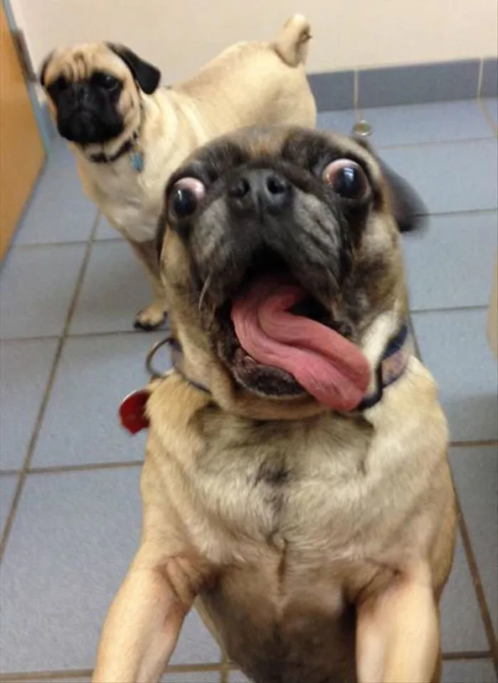 Excited Dog And His Friend