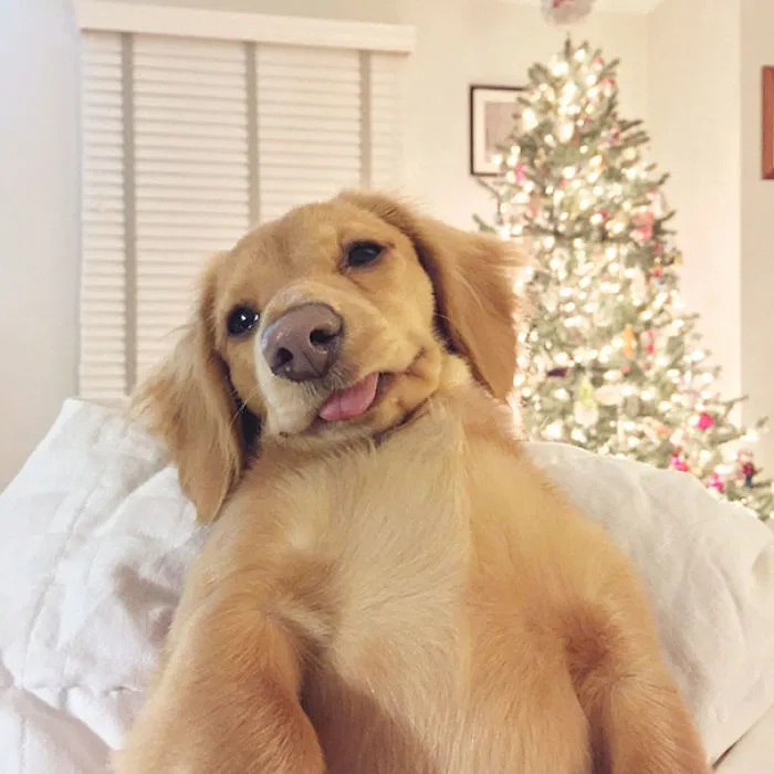 My Dog, The Derp