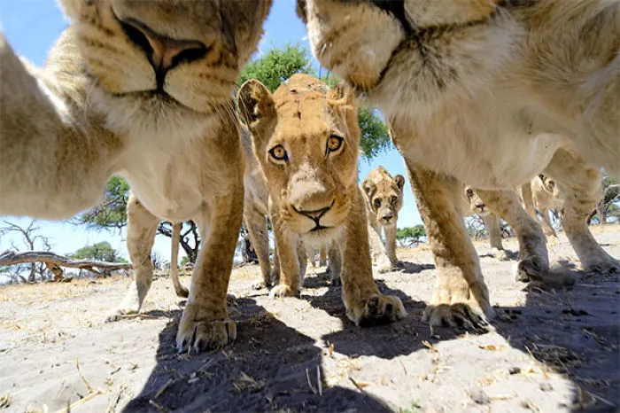But First Let Me Take A Selfie