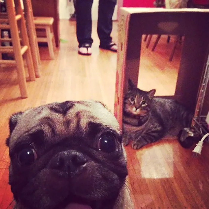 What Cat?