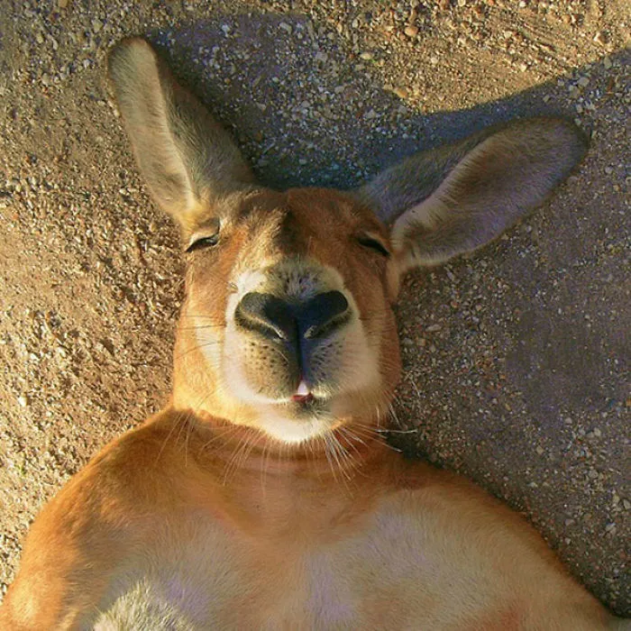 Kangaroo Selfie