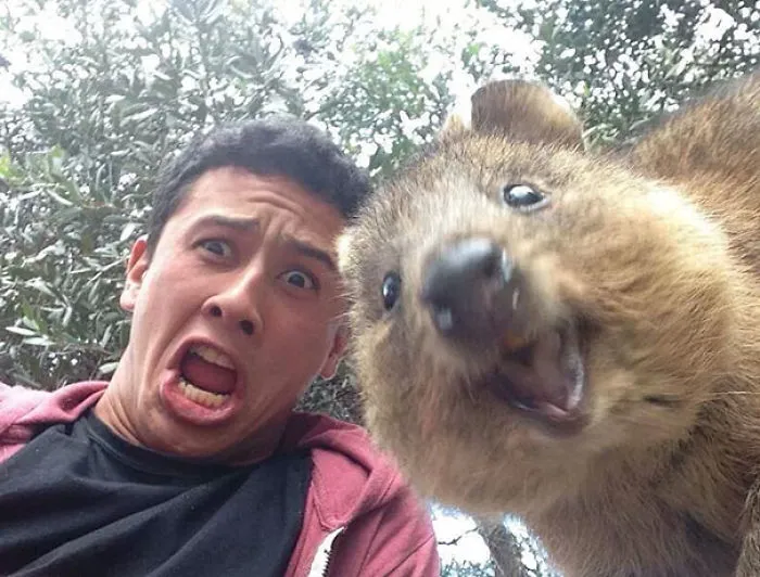 Omg Quokka!