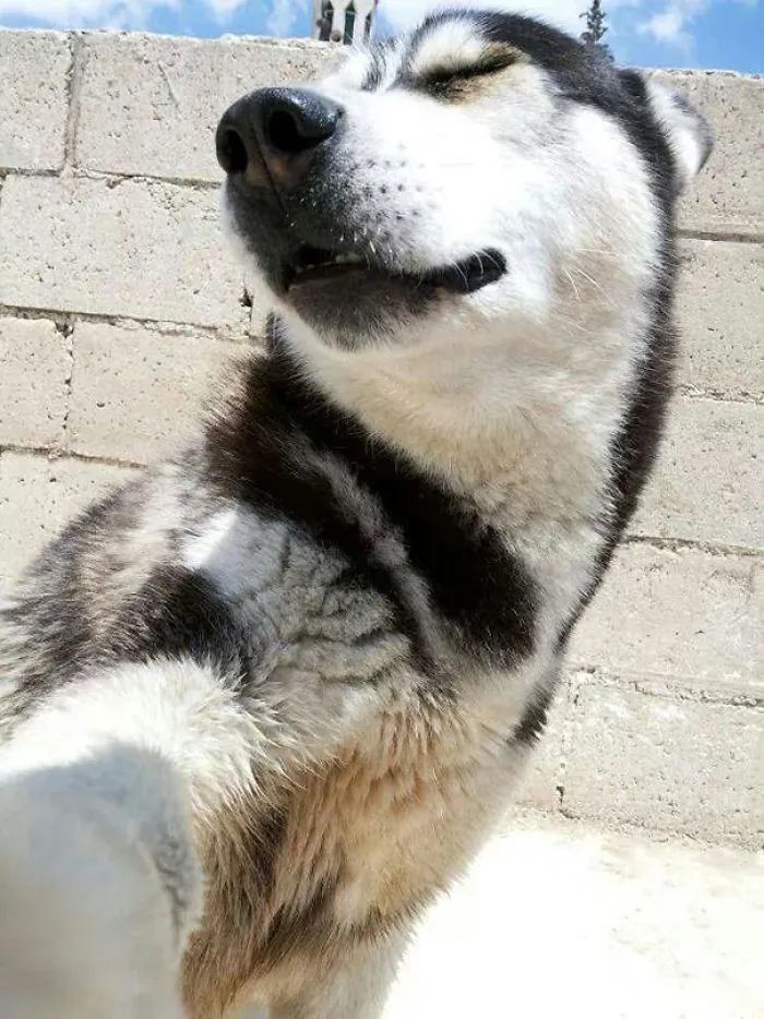 Beautiful Husky