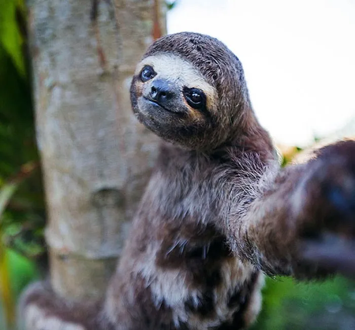 I Woke Up Like This