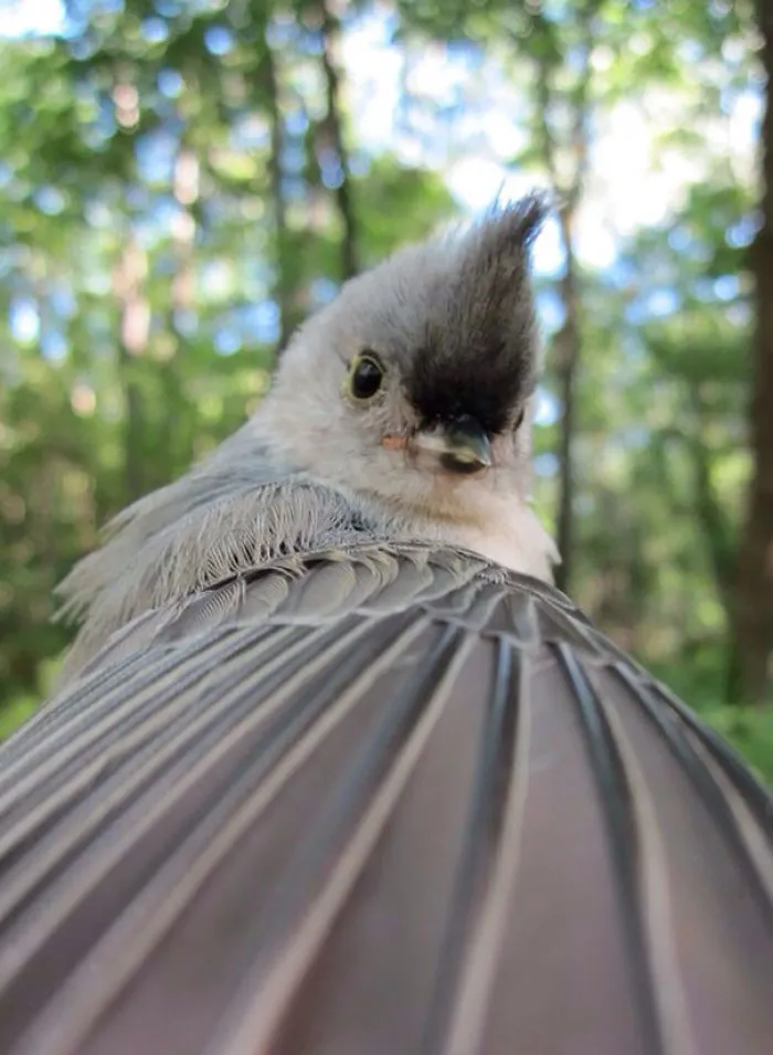 Tufted Titmouse Selfie