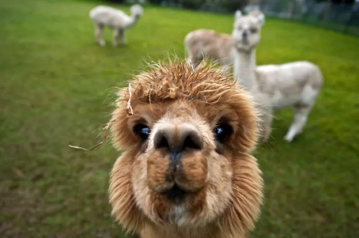 How Do I Look?