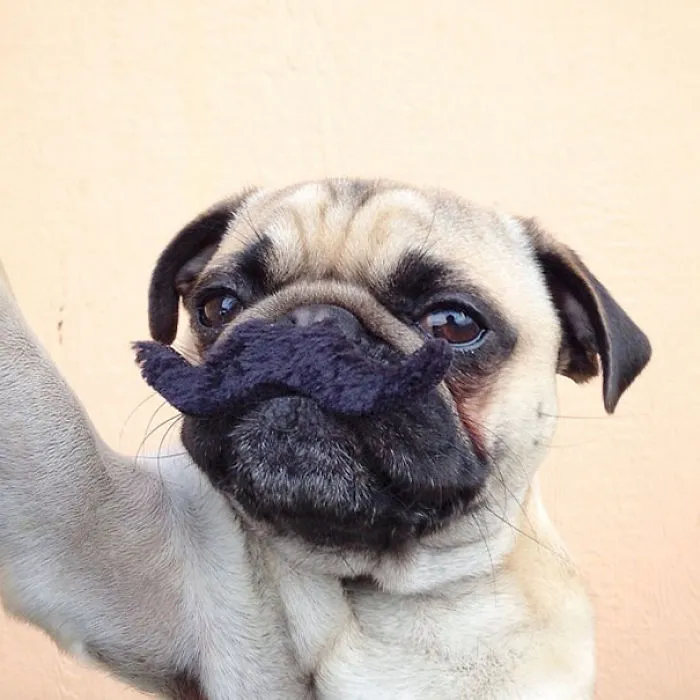 I Mustache You A Question