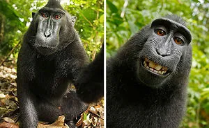 107 Animals Taking Selfies That Will Make You Smile