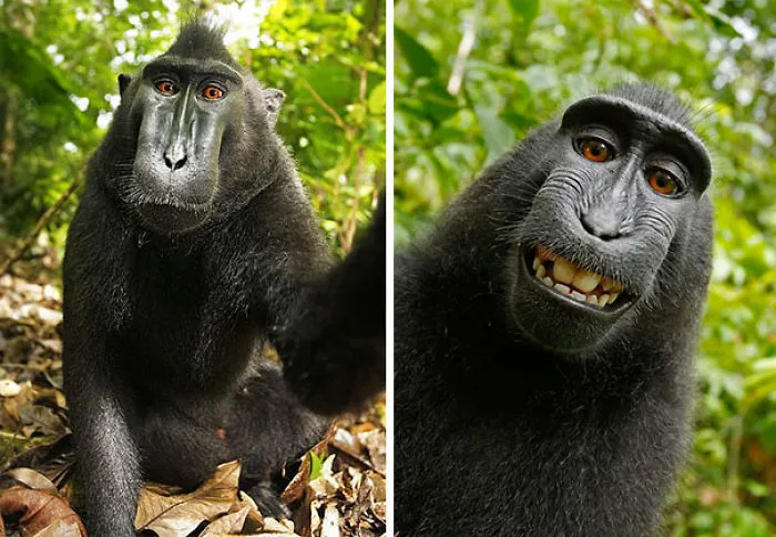 Self-Portrait Of A Female Celebes Crested Macaque, Who Had Picked Up Photographer David Slater's Camera And Photographed Herself With It