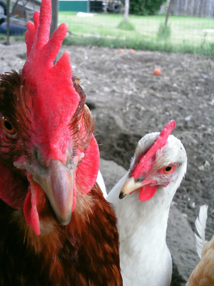 Taught My Chickens How To Selfie