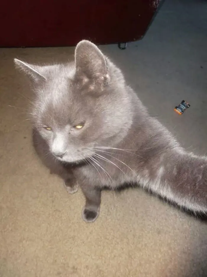 My Cat Took A Selfie