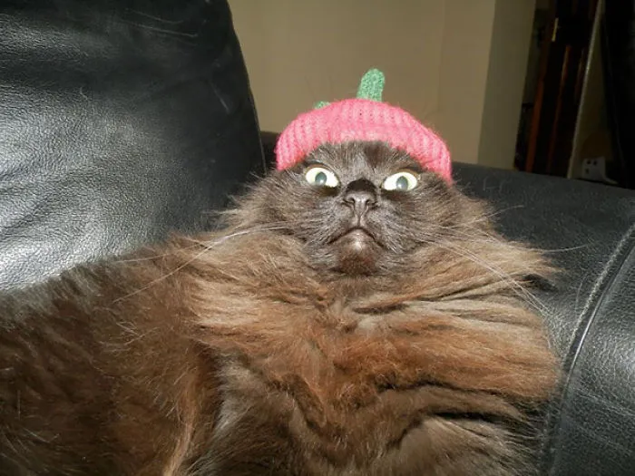 Best Cat Selfie