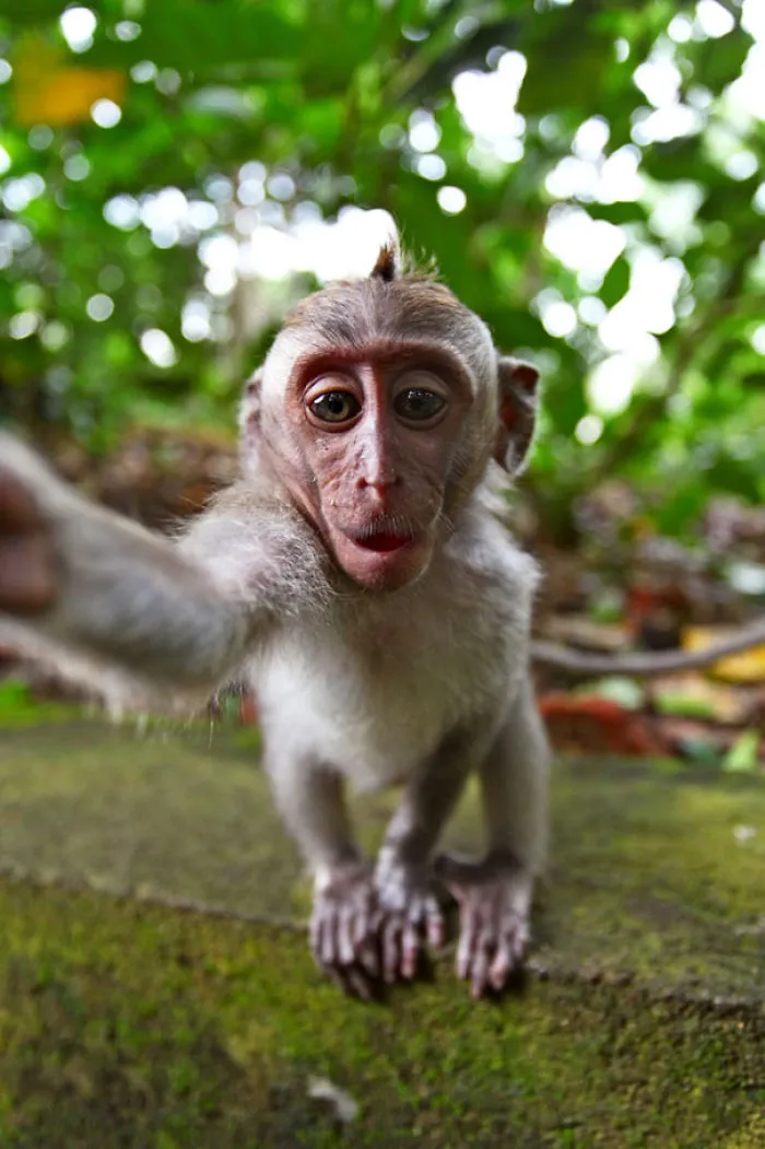 Little Monkey-Selfie