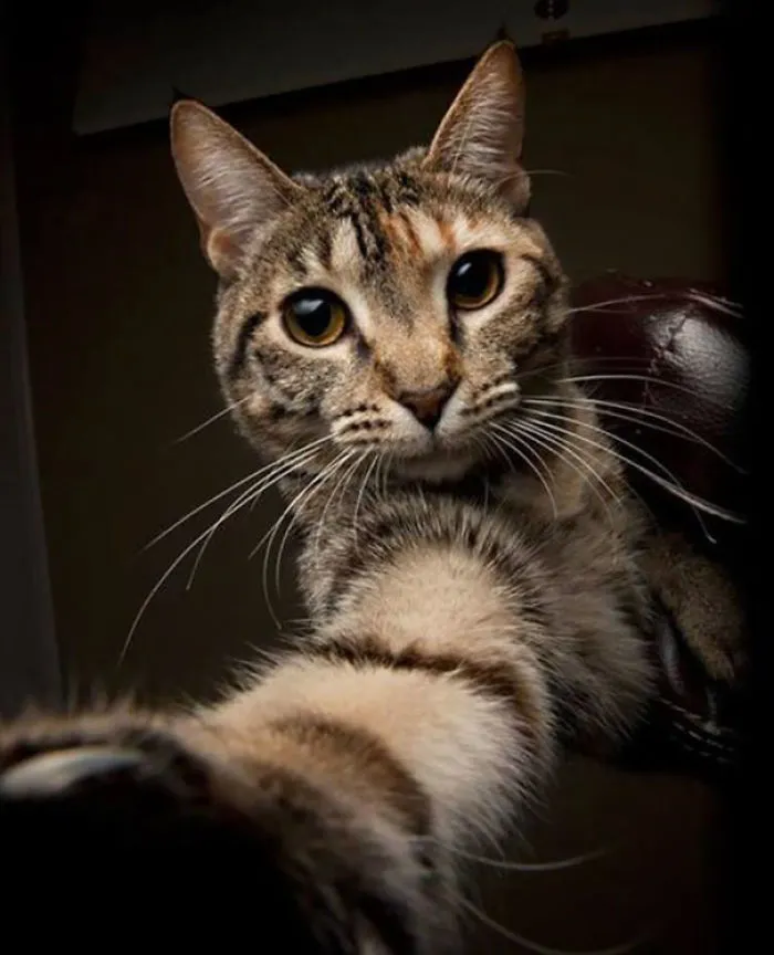 Cat Wanted To Take A Selfie