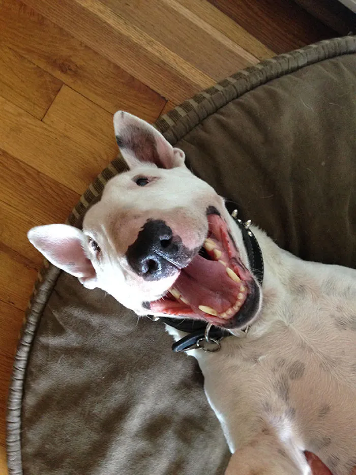 My Dog Took A Selfie On His iPaw