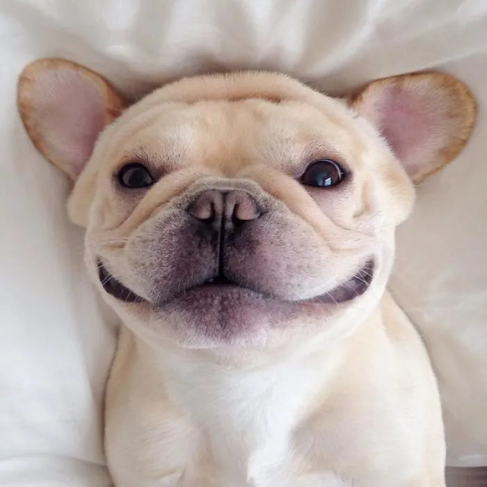 Cheese