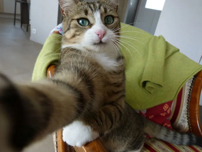 My Cat Upped Her Selfie Game