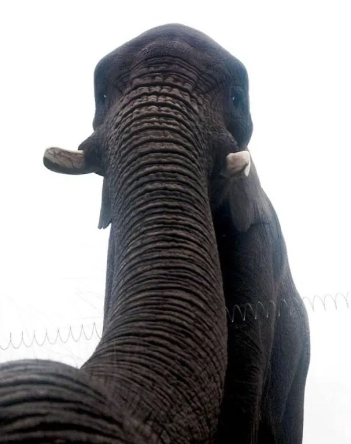Elephant Selfie