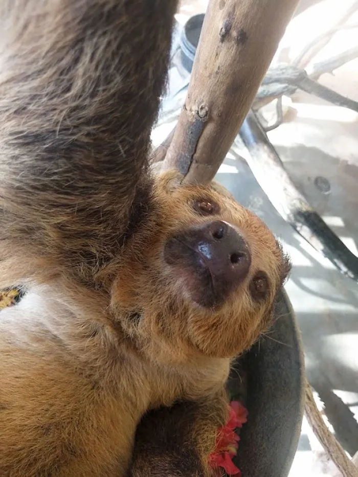 Sloth Taking A Selfie