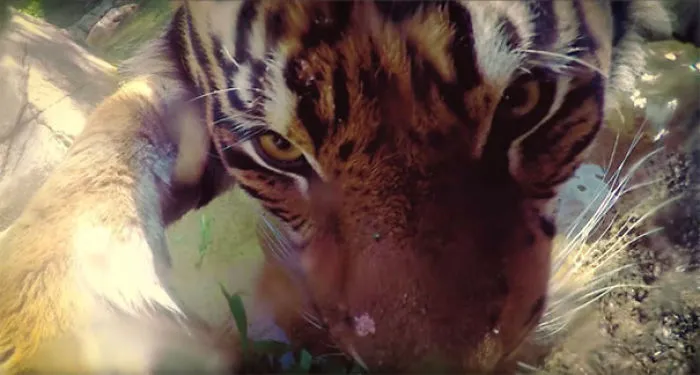 Tiger Selfie