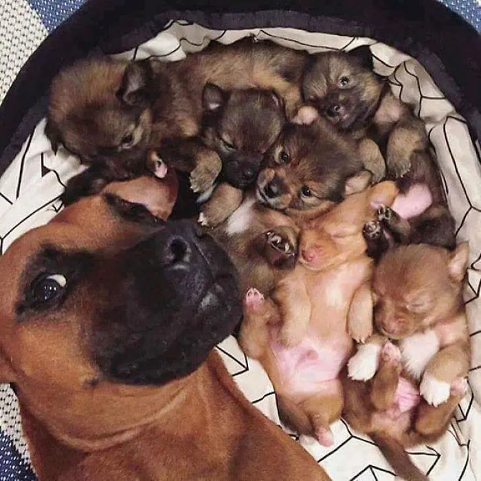 Pikelet Taking A Selfie With Foster Puppies