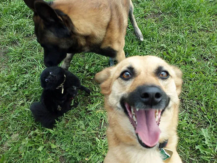 Dog Selfie And Photobomb
