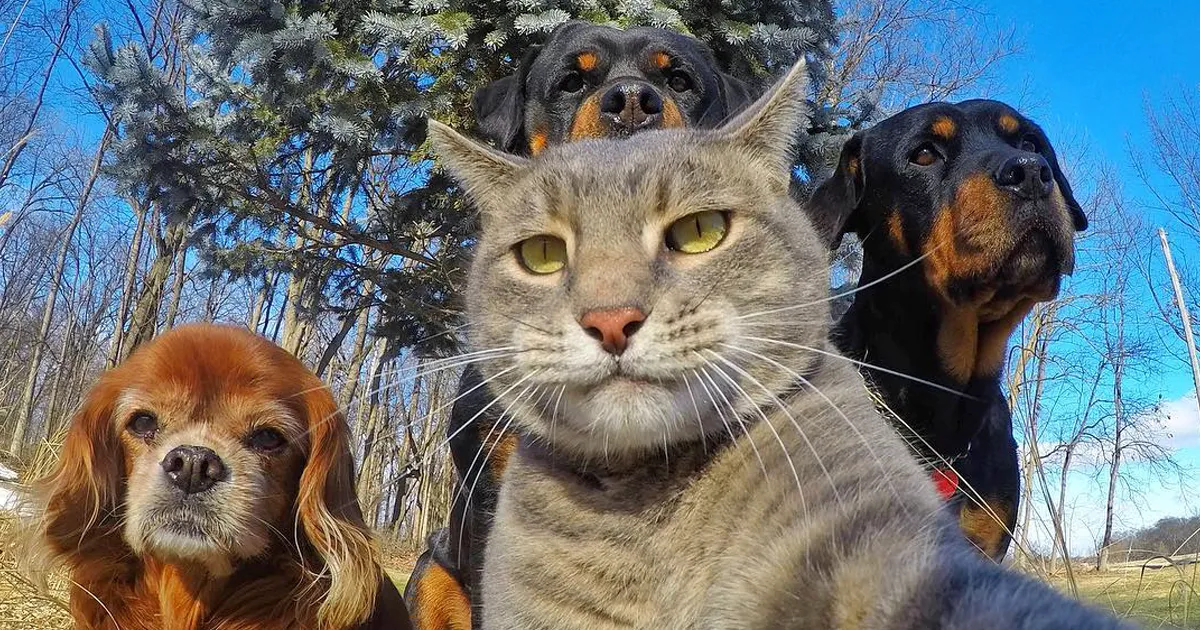 15 Animales haciéndose selfies que te sacarán una sonrisa