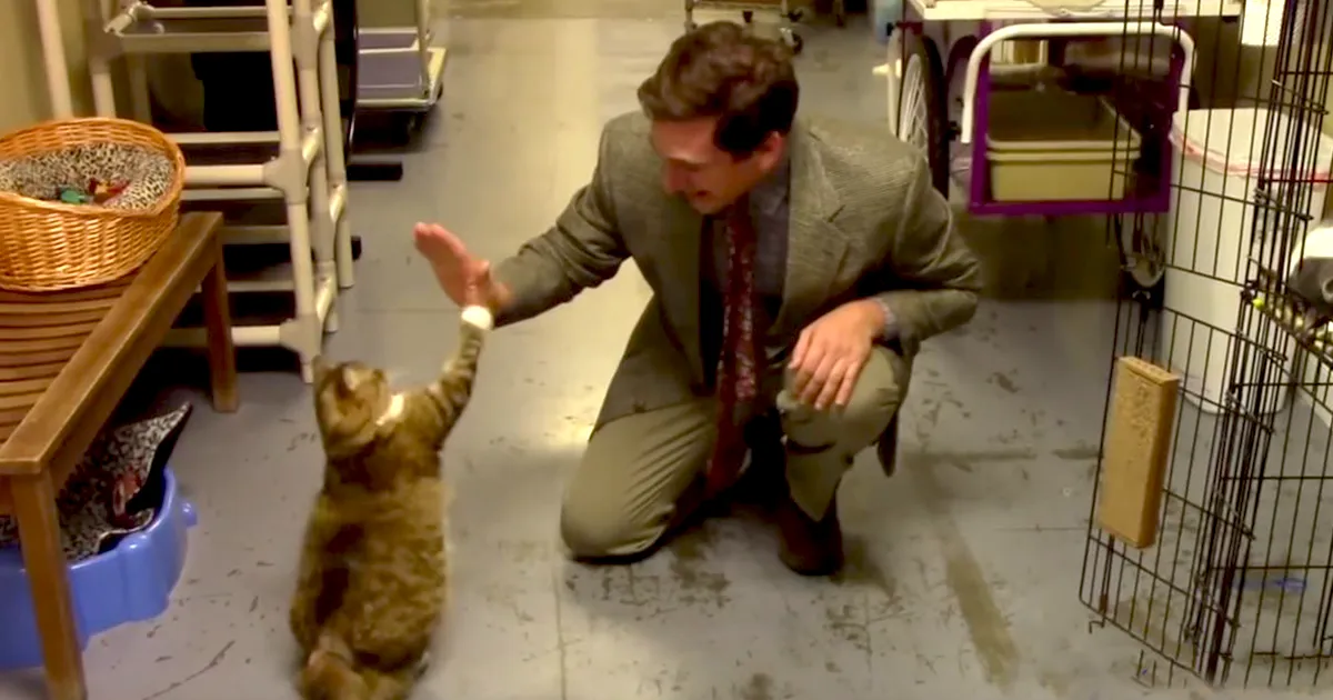 Este refugio de animales intentó hacer un anuncio de gatos con bajo presupuesto, y se volvió viral más allá de sus expectativas
