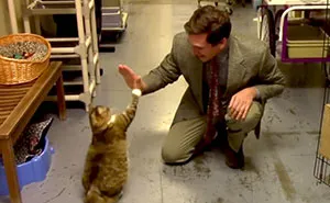 Animal Shelter Tries To Make Hilarious Low-Budget Cat Commercial, It Goes Viral Beyond Their Expectations