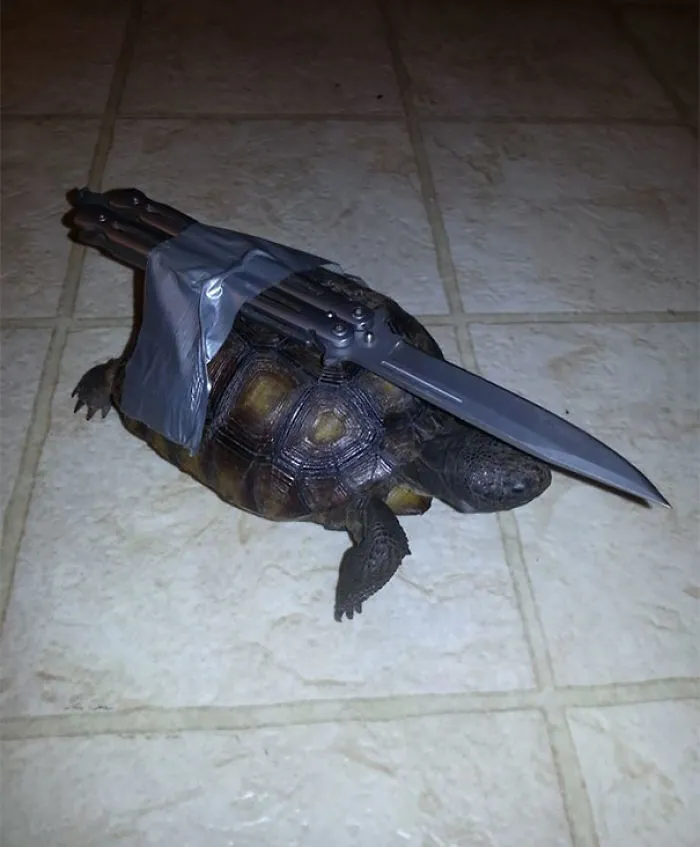 My Buddy's Answer To His Wife Saying They Needed A Guard Dog