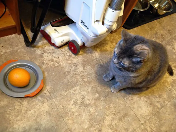 Toddler Was Asked To Feed The Cat