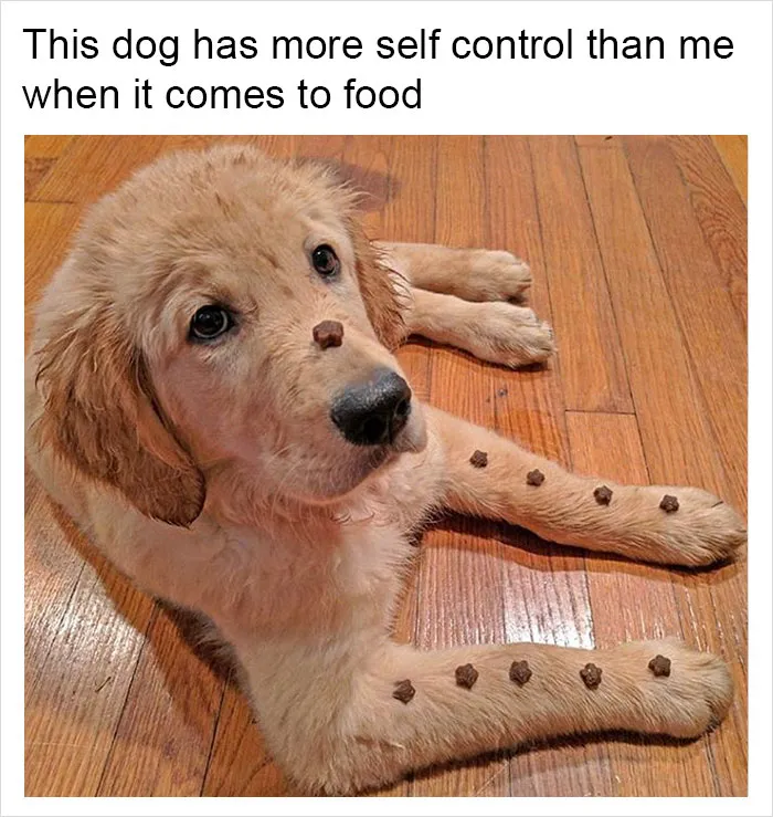 149 Funny Memes By Tank Sinatra