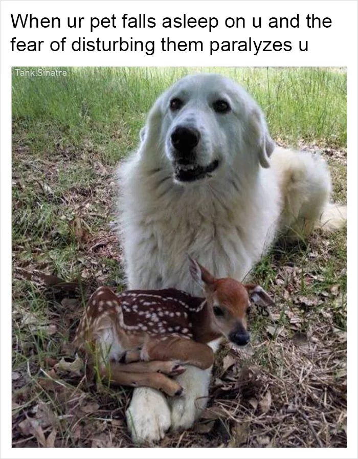 149 Funny Memes By Tank Sinatra
