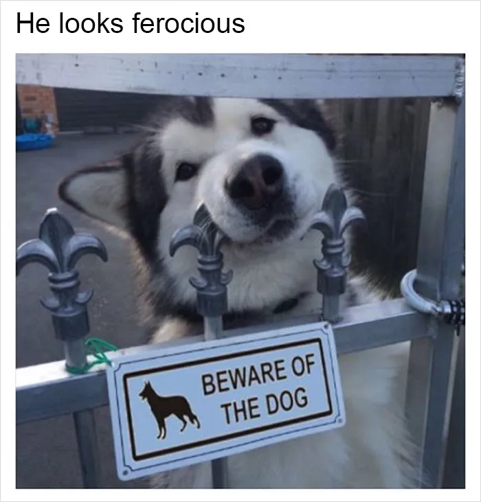 149 Funny Memes By Tank Sinatra