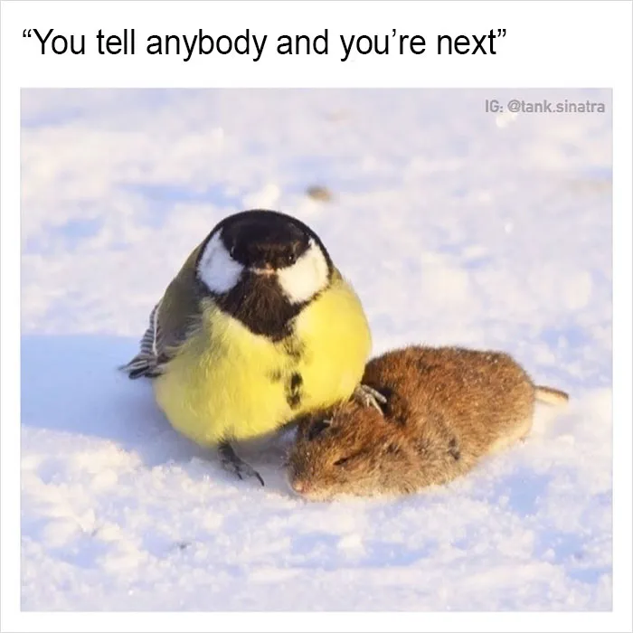 149 Funny Memes By Tank Sinatra