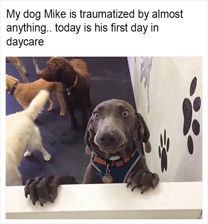 149 Funny Memes By Tank Sinatra