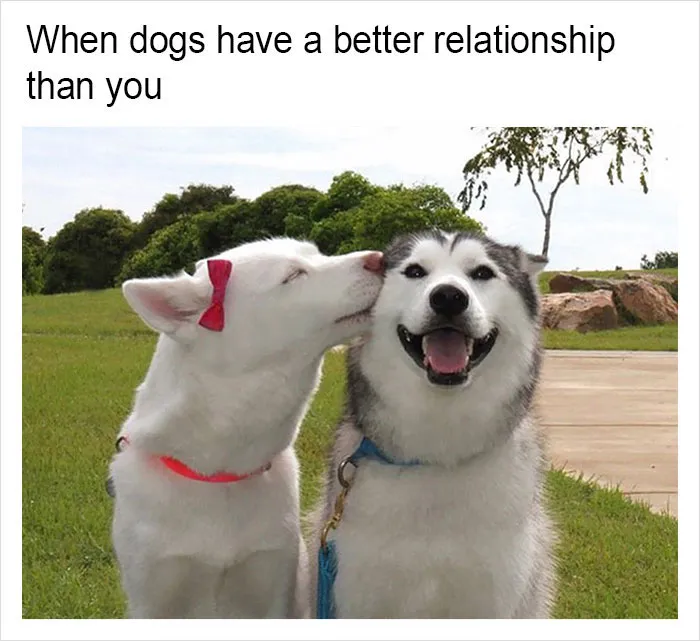149 Funny Memes By Tank Sinatra