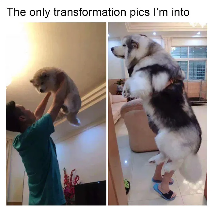 149 Funny Memes By Tank Sinatra