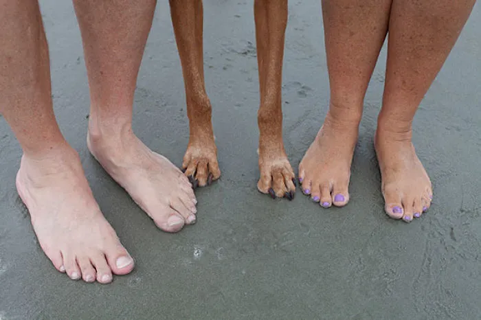 So My Parents Took A Beach Vacation With Their Dog And Sent Me This Pic