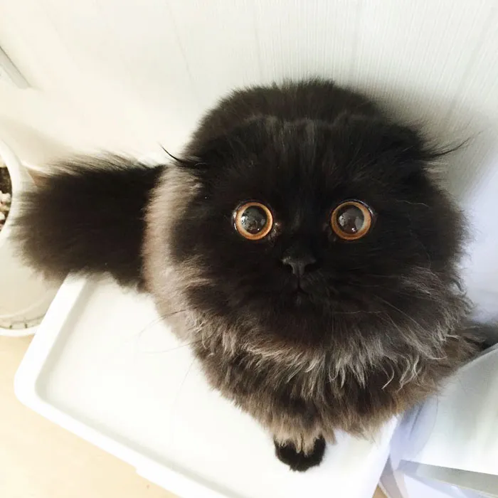 This Furball Looks Like Studio Ghibli’s Soot Sprite (104 Pics)