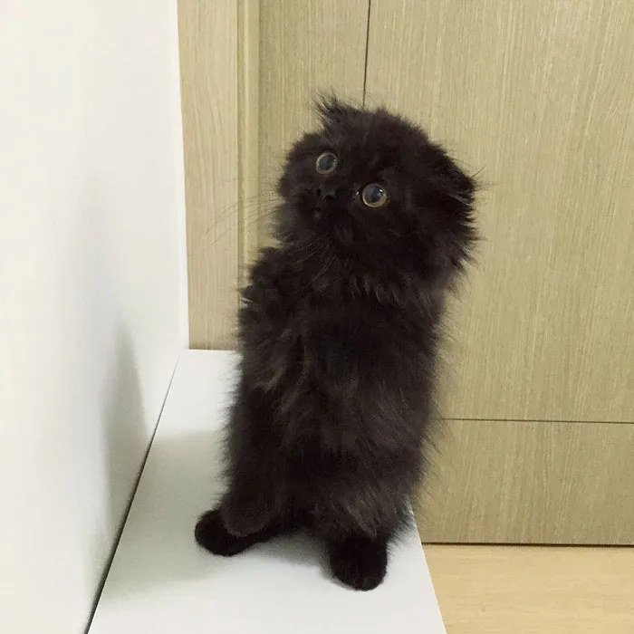 This Furball Looks Like Studio Ghibli’s Soot Sprite (104 Pics)