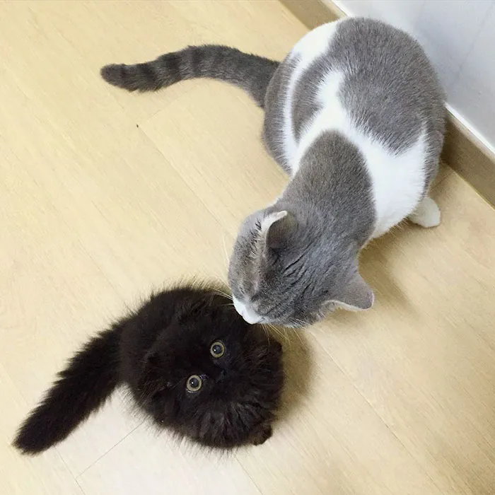 This Furball Looks Like Studio Ghibli’s Soot Sprite (104 Pics)