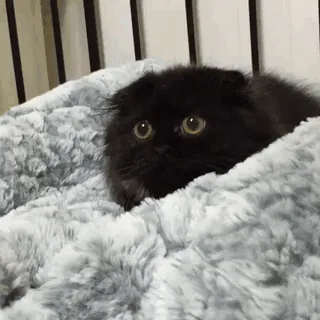 This Furball Looks Like Studio Ghibli’s Soot Sprite (104 Pics)