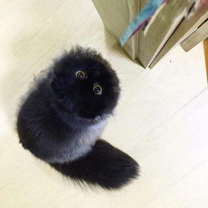 This Furball Looks Like Studio Ghibli’s Soot Sprite (104 Pics)