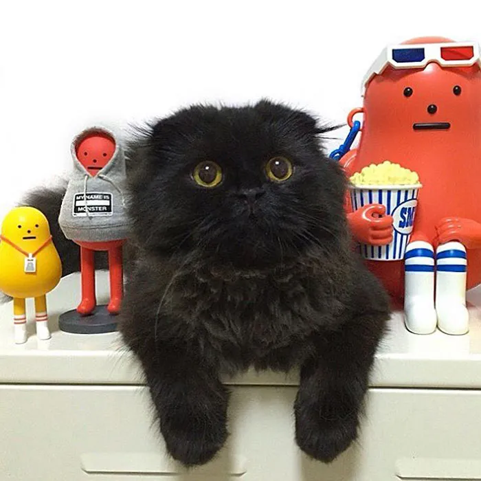 This Furball Looks Like Studio Ghibli’s Soot Sprite (104 Pics)