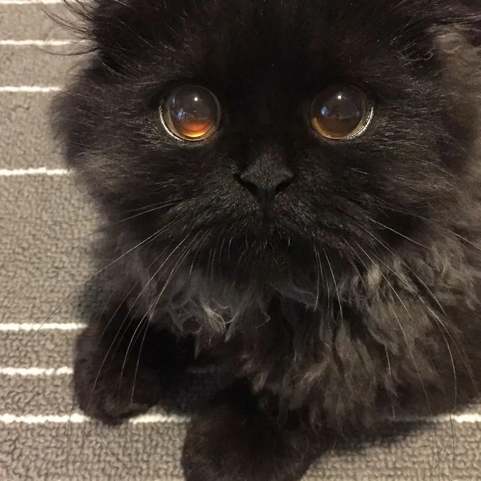 This Furball Looks Like Studio Ghibli’s Soot Sprite (104 Pics)