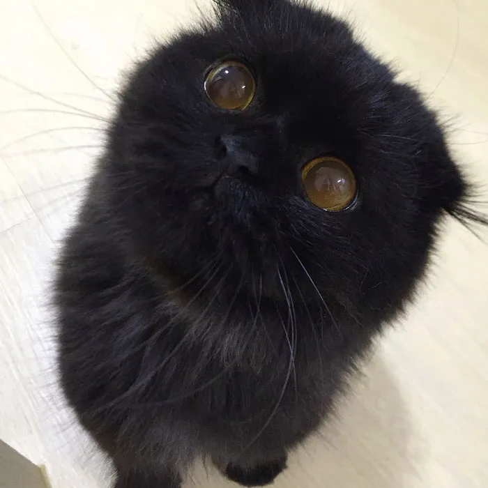 This Furball Looks Like Studio Ghibli’s Soot Sprite (104 Pics)