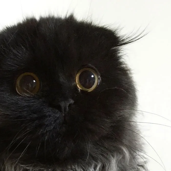 This Furball Looks Like Studio Ghibli’s Soot Sprite (104 Pics)