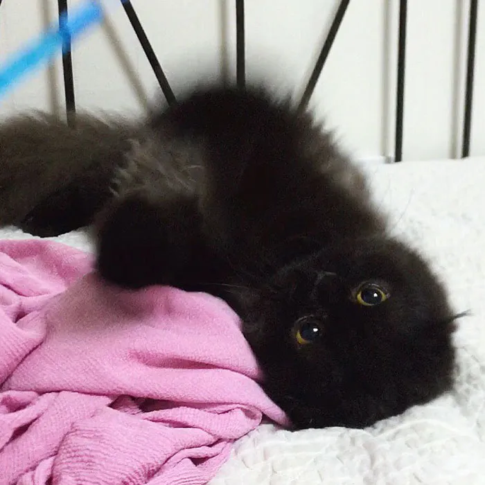 This Furball Looks Like Studio Ghibli’s Soot Sprite (104 Pics)