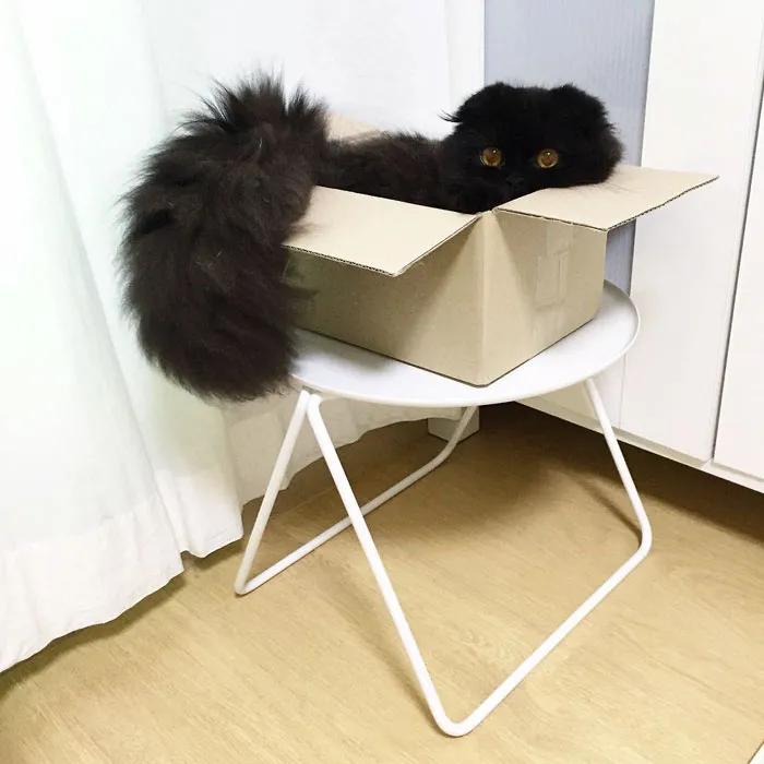 This Furball Looks Like Studio Ghibli’s Soot Sprite (104 Pics)